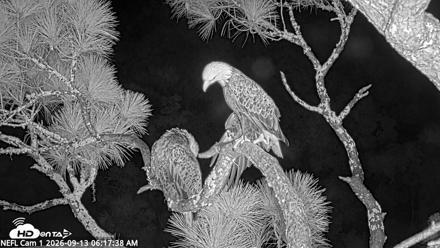 NE Florida Eagles Live Webcam - Sep 13, 2026, 6:18am EDT
