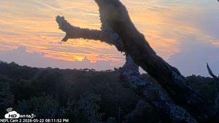NE Florida Eagles Live Webcam - May 22, 2026, 8:12pm EDT