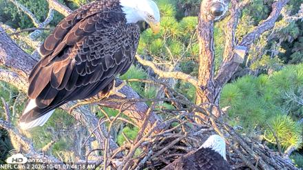 NE Florida Eagles Live Webcam - Oct 1, 2026, 7:45am EDT