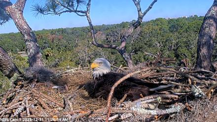 NE Florida Eagles Live Webcam - Dec 31, 2025, 11:27am EST