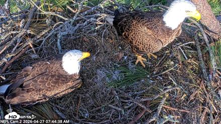 NE Florida Eagles Live Webcam - Apr 27, 2026, 7:45am EDT
