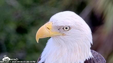 NE Florida Eagles Live Webcam - Sep 6, 2026, 1:39pm EDT