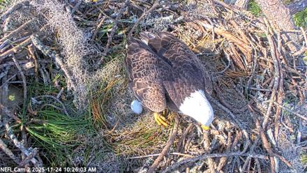 NE Florida Eagles Live Webcam - Nov 24, 2025, 10:26am EST