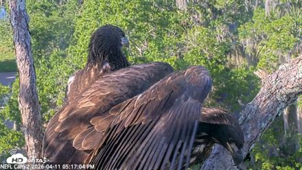 NE Florida Eagles Live Webcam - Apr 11, 2026, 5:17pm EDT