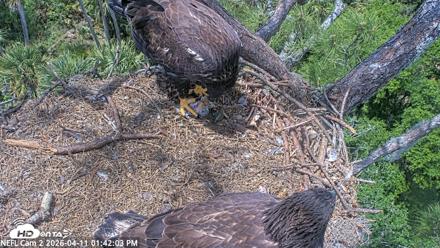 NE Florida Eagles Live Webcam - Apr 11, 2026, 1:43pm EDT