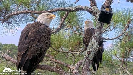 NE Florida Eagles Live Webcam - Sep 4, 2026, 10:31am EDT