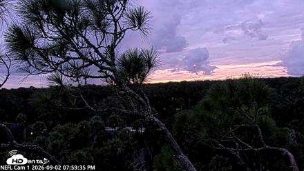 NE Florida Eagles Live Webcam - Sep 2, 2026, 8:00pm EDT
