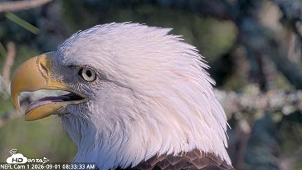 NE Florida Eagles Live Webcam - Sep 1, 2026, 8:34am EDT
