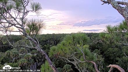 NE Florida Eagles Live Webcam - Sep 13, 2026, 6:11pm EDT