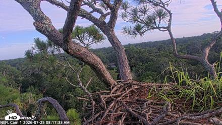NE Florida Eagles Live Webcam - Jul 25, 2026, 8:20am EDT