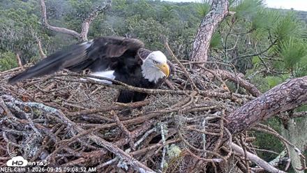 NE Florida Eagles Live Webcam - Sep 25, 2026, 9:09am EDT