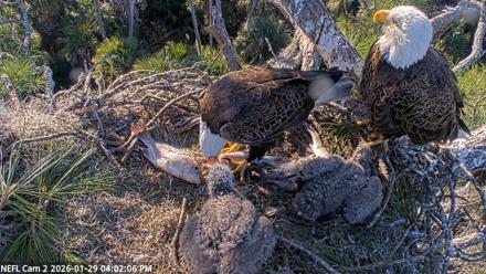 NE Florida Eagles Live Webcam - Jan 29, 2026, 4:02pm EST