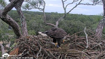 NE Florida Eagles Live Webcam - Oct 6, 2026, 10:31am EDT