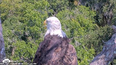 NE Florida Eagles Live Webcam - Aug 14, 2026, 11:52am EDT