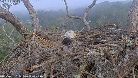 NE Florida Eagles Live Webcam - Dec 16, 2025, 8:48am EST
