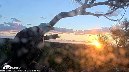 NE Florida Eagles Live Webcam - Oct 23, 2026, 7:37am EDT