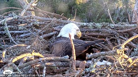 NE Florida Eagles Live Webcam - Oct 23, 2026, 7:51am EDT
