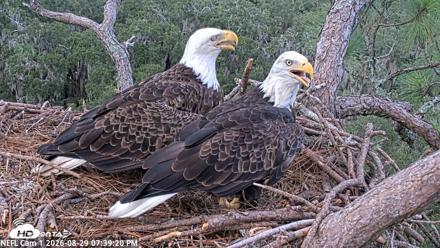 NE Florida Eagles Live Webcam - Aug 29, 2026, 7:40pm EDT