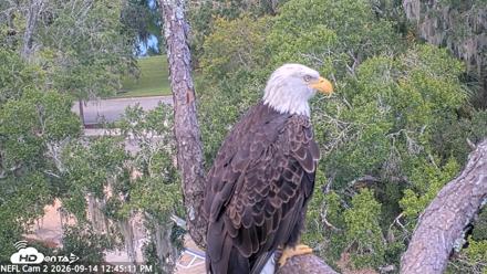 NE Florida Eagles Live Webcam - Sep 14, 2026, 12:47pm EDT