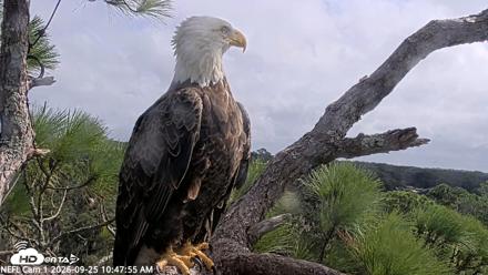 NE Florida Eagles Live Webcam - Sep 25, 2026, 10:48am EDT