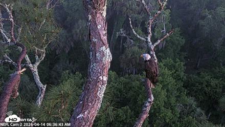NE Florida Eagles Live Webcam - Apr 14, 2026, 6:37am EDT