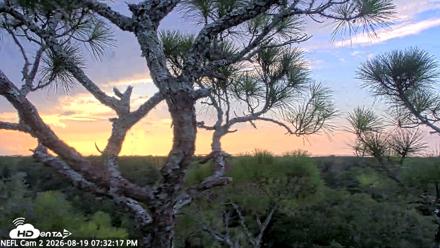 NE Florida Eagles Live Webcam - Aug 19, 2026, 7:33pm EDT