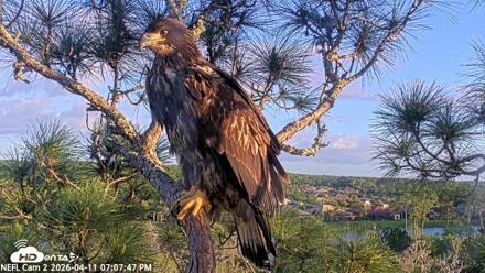 NE Florida Eagles Live Webcam - Apr 11, 2026, 7:08pm EDT