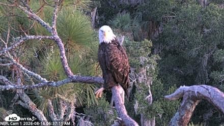 NE Florida Eagles Live Webcam - Aug 16, 2026, 6:38am EDT