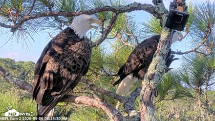 NE Florida Eagles Live Webcam - Sep 6, 2026, 8:26am EDT