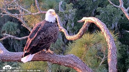 NE Florida Eagles Live Webcam - Oct 17, 2026, 6:46pm EDT