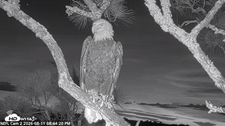 NE Florida Eagles Live Webcam - Aug 11, 2026, 8:45pm EDT