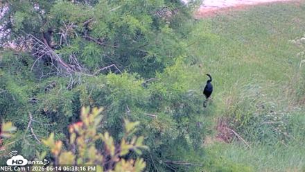 NE Florida Eagles Live Webcam - Jun 14, 2026, 6:39pm EDT