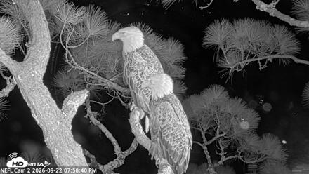 NE Florida Eagles Live Webcam - Sep 22, 2026, 7:59pm EDT