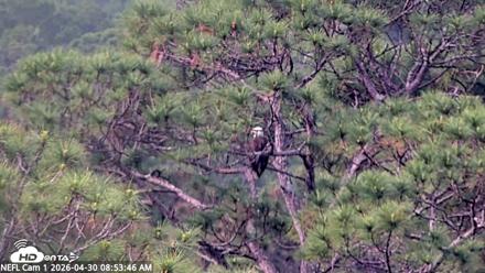 NE Florida Eagles Live Webcam - Apr 30, 2026, 8:54am EDT