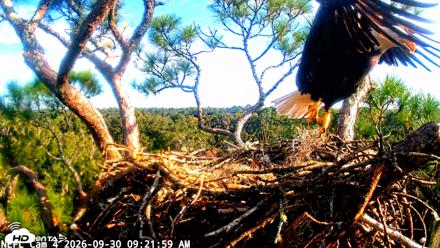 NE Florida Eagles Live Webcam - Sep 30, 2026, 9:22am EDT