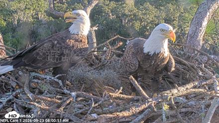 NE Florida Eagles Live Webcam - Sep 23, 2026, 8:01am EDT
