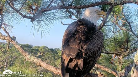 NE Florida Eagles Live Webcam - Sep 22, 2026, 8:00am EDT