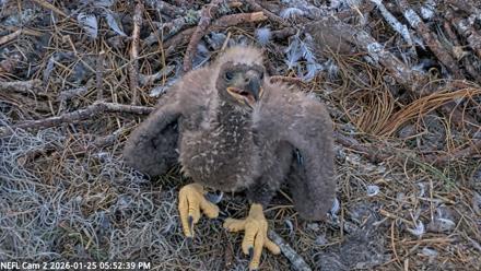 NE Florida Eagles Live Webcam - Jan 25, 2026, 5:53pm EST