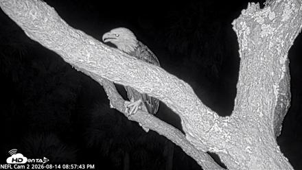 NE Florida Eagles Live Webcam - Aug 14, 2026, 8:58pm EDT