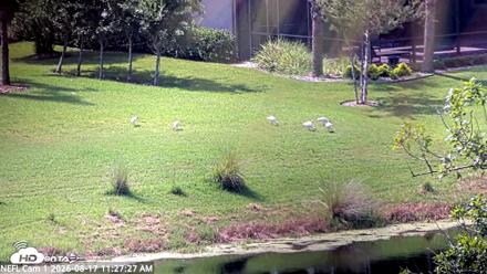NE Florida Eagles Live Webcam - Aug 17, 2026, 11:28am EDT