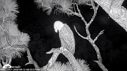 NE Florida Eagles Live Webcam - Sep 12, 2026, 8:54pm EDT