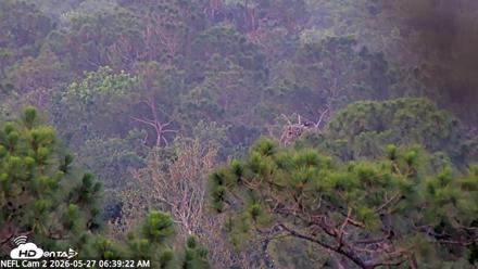 NE Florida Eagles Live Webcam - May 27, 2026, 6:41am EDT