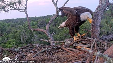 NE Florida Eagles Live Webcam - May 7, 2026, 7:57pm EDT
