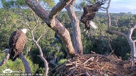 NE Florida Eagles Live Webcam - Aug 30, 2026, 8:12am EDT