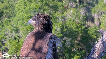 NE Florida Eagles Live Webcam - Apr 12, 2026, 4:57pm EDT