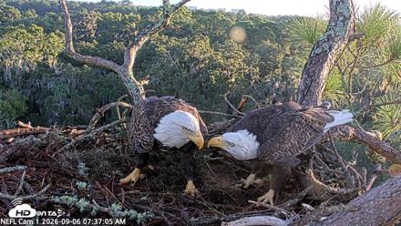 NE Florida Eagles Live Webcam - Sep 6, 2026, 7:38am EDT