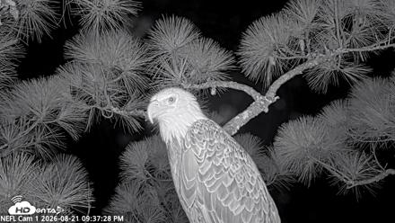 NE Florida Eagles Live Webcam - Aug 21, 2026, 9:38pm EDT