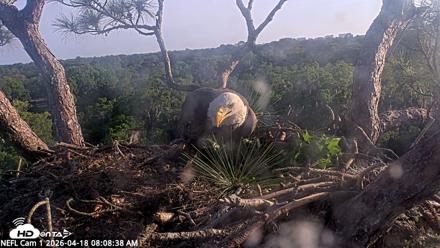NE Florida Eagles Live Webcam - Apr 18, 2026, 8:09am EDT