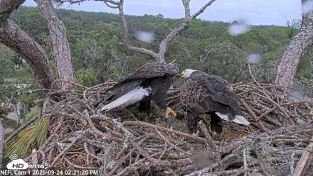 NE Florida Eagles Live Webcam - Sep 24, 2026, 2:22pm EDT
