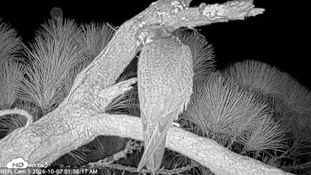 NE Florida Eagles Live Webcam - Oct 7, 2026, 1:57am EDT